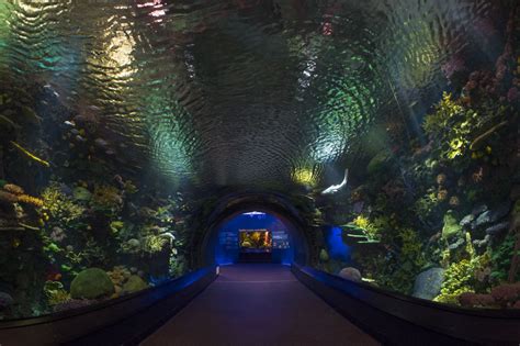 New York Aquarium opens its ocean-inspired shark pavilion at Coney ...