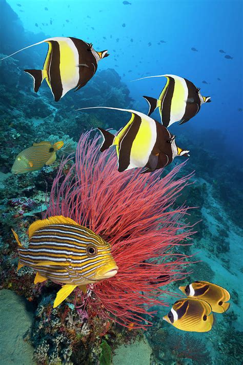 Colorful Tropical Fish On Coral Reef by Jeff Hunter