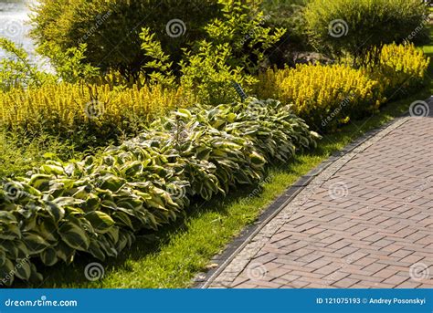 Shrubs in landscape design stock image. Image of green - 121075193