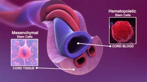 Umbilical Cord Tissue Stem Cell India - StemCellCareIndia Home