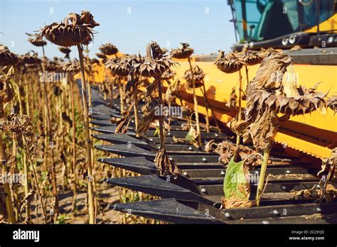 Harvester sunflower.Harvesting sunflower in a field by a combine harvester Stock Photo - Alamy