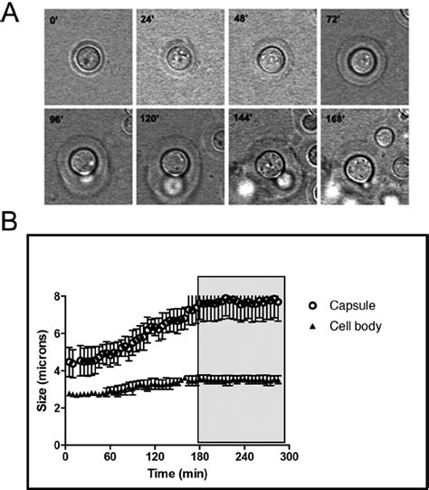 Capsule growth visualization by time-lapse microscopy. Capsule ...