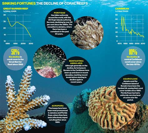 Coral alert: destruction of reefs 'accelerating' with half destroyed | Ocean acidification ...