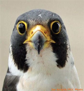 Peregrine Falcon