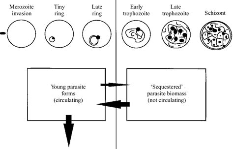 Schematic diagram showing broad stages of parasite development across... | Download Scientific ...
