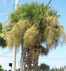 How to Grow the Cabbage Palm Tree (Sabal palmetto)