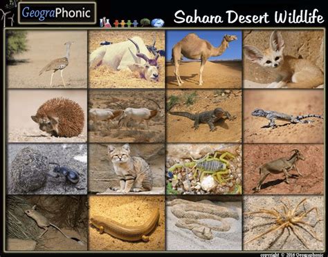 Sahara Desert Wildlife Quiz Regonize the Sahara Desert Wildlife in this animal Quiz Addax ...