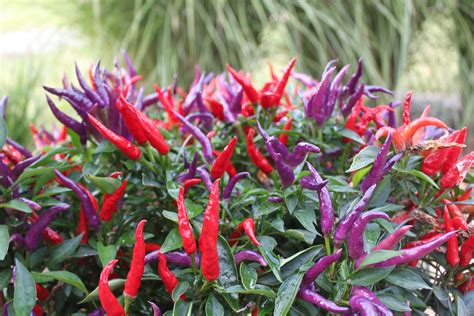 6 Ornamental Pepper Plants To Grow This Year - Old World Garden Farms