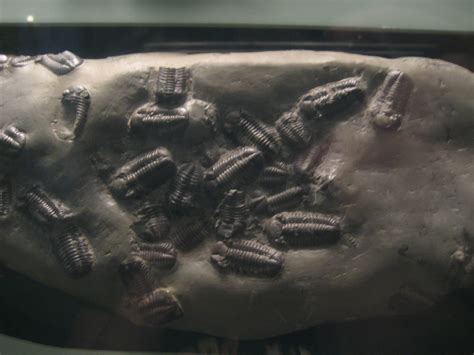 File:Phacops rana fossils.jpg - Wikipedia