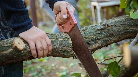 Top 8 Best Hand Saws For Cutting Trees [Jan 2024] Reviews & Guide
