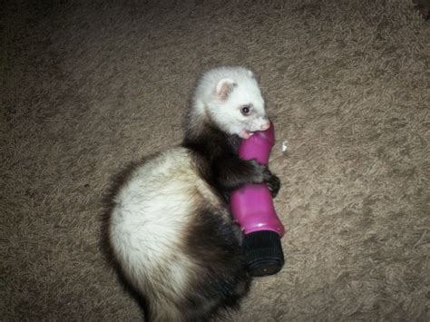 My ferret steals stuff and hides it, and we found her with this today. : r/WTF