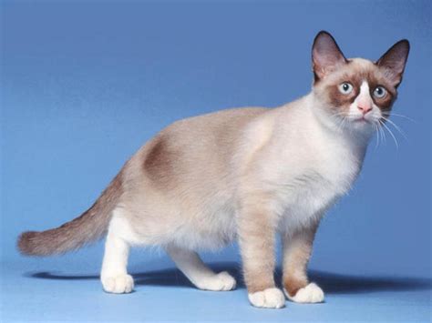 The Rare Snowshoe Cat & Its Unique Characteristics – Pouted Magazine