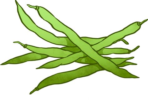 Peas clipart bataw, Peas bataw Transparent FREE for download on WebStockReview 2024