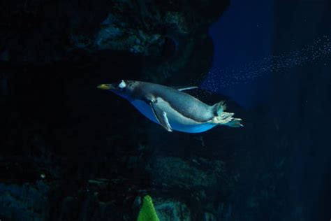 60+ Emperor Penguin Underwater Stock Photos, Pictures & Royalty-Free ...