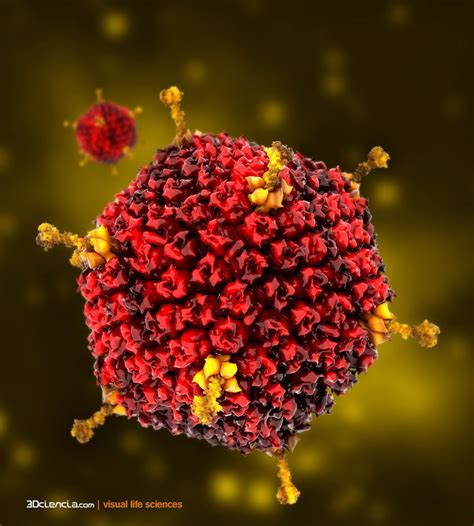 Adenovirus ichosaedral nucleocapsid structure via 3DCiencia | Science, Microbiology, Science and ...