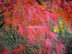 100 Japanese Maple Fall Color ideas | japanese maple, maple falls, japanese maple tree