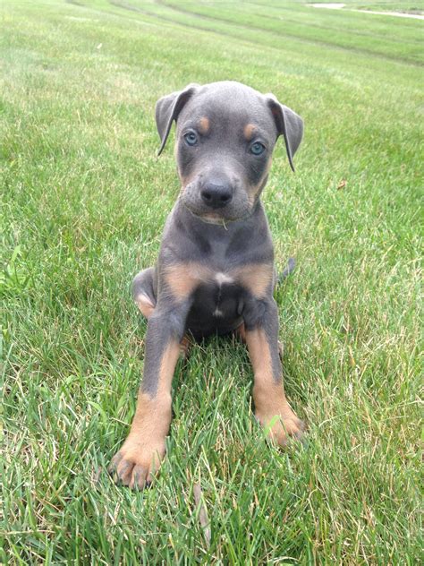 Pitbull Doberman Mix Puppies - MXIKER