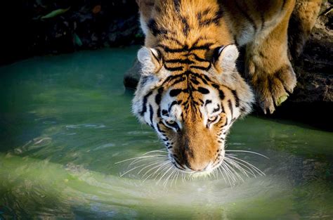 Tiger Drinking Water Wallpapers - Top Free Tiger Drinking Water ...