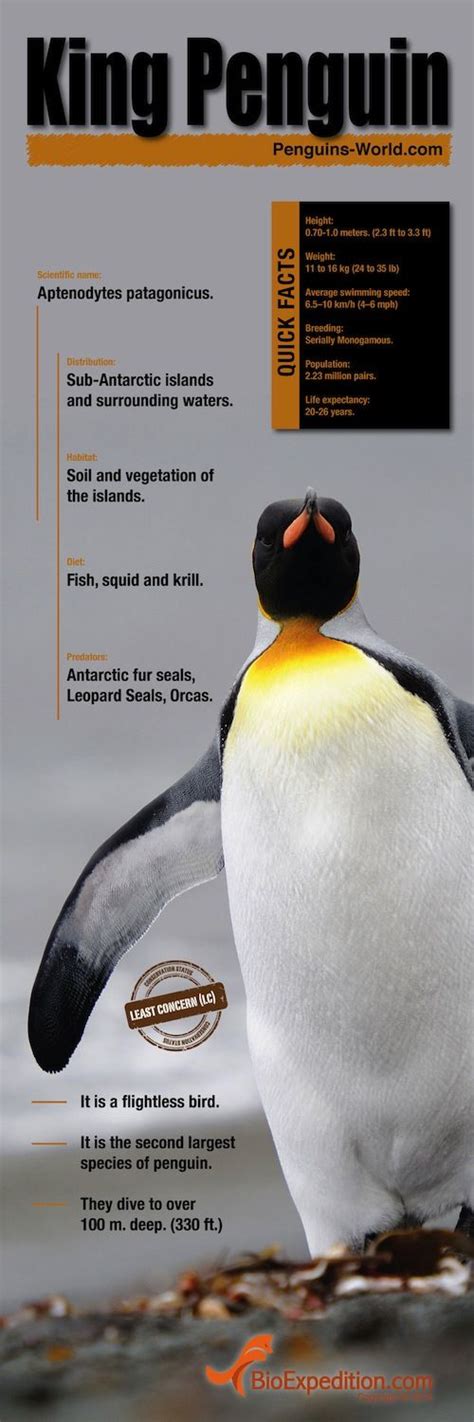 King Penguin Infographic | Infographics | King penguin, Penguin facts ...