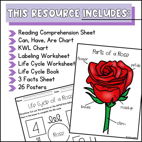 Life Cycle of a Rose Activities, Worksheets, Booklet, Posters - Rose ...