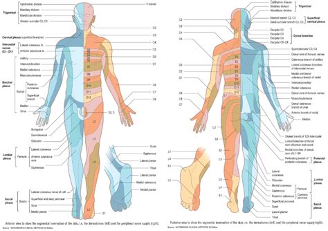 Dermatomes and Peripheral Nerves - Segmental Innervation of the Skin ...