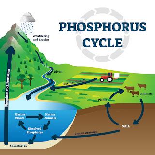 Phosphorus Cycle Steps | MooMooMath and Science