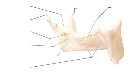 A&P 1 Lab - Mandible 2/2 - Bone Markings Diagram | Quizlet