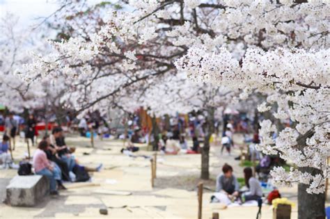 Everything to Know About Japan's Cherry Blossom Festivals