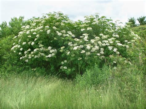 Sambucus nigra - Alchetron, The Free Social Encyclopedia