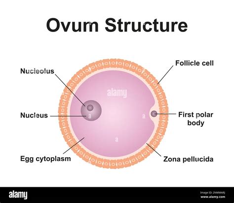 Illustration of the structure of an ovum (egg cell Stock Photo - Alamy