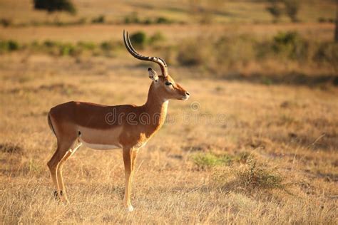 9,966 African Deer Stock Photos - Free & Royalty-Free Stock Photos from Dreamstime