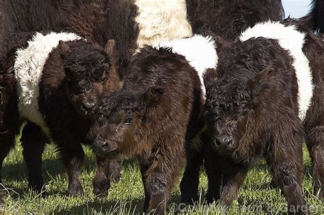 The Belted Galloway is a tough Scottish beef breed that has a shaggy coat and characteristic ...