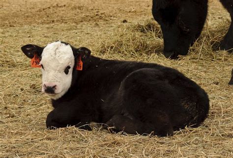 Black Baldy | Jersey cow, Cattle farming, Breeds