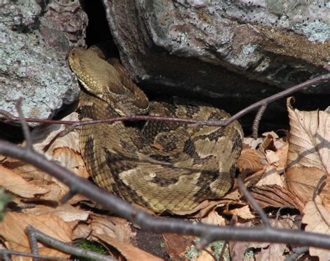 timber rattlesnake « Conserve Wildlife Foundation of New Jersey