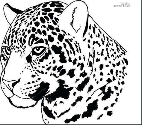 Jaguar Outline Drawing at GetDrawings | Free download