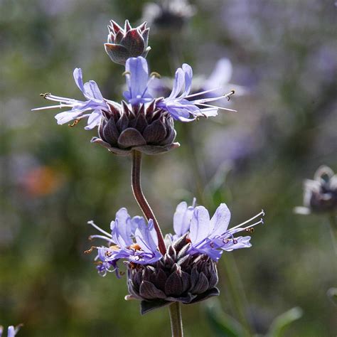 Pozo Blue sage - Waterwise Garden Planner