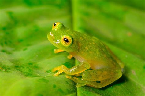 Northern Glass Frog Facts and Pictures