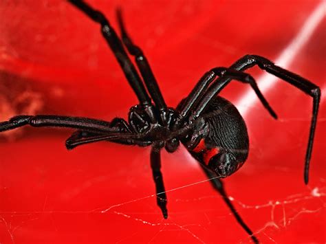 Black Widow Spiders: Facts & Extermination Information