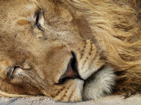 100 Pictures of Lions - Sleeping, Hunting, Roaring, with Cubs, and More ...