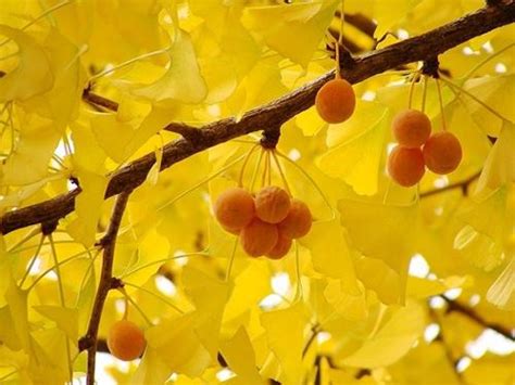 Pianta di Ginkgo Biloba - il Sorbo Vivai di Antonio Santini