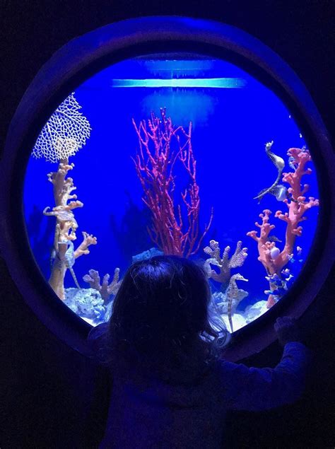 The Best Aquariums To Visit With Kids Around The World