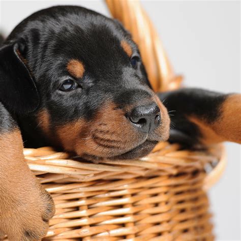 #1 | Doberman Puppies For Sale In Texas | Uptown