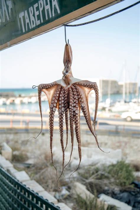 Octopus hanging on hook in seafood shop · Free Stock Photo