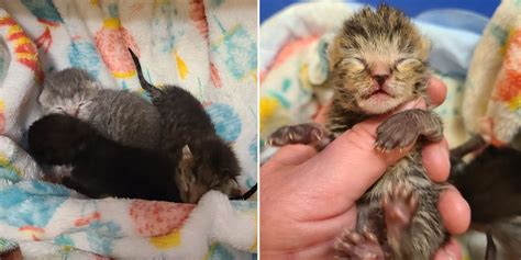 Warmth First: Rescuer's Lifesaving Tip Caring for Newborn Kittens