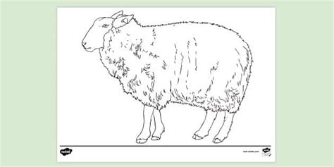 FREE! - Sheep Colouring Sheet | Colouring Sheets - Twinkl