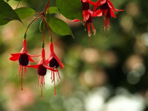 Top Fuchsia Varieties