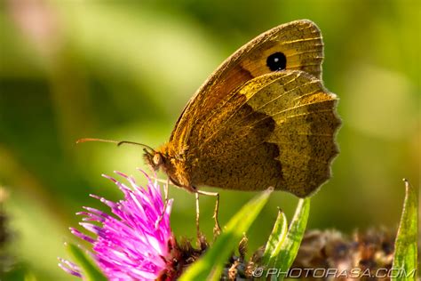 Meadow Brown Butterfly - Photorasa Free HD Photos