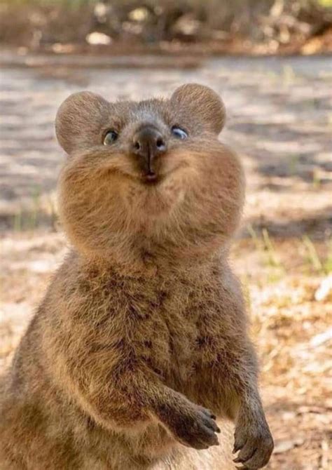 ***PICTURES***Quokka 😍 The Happiest Animal On Earth | Leila World Blog ...