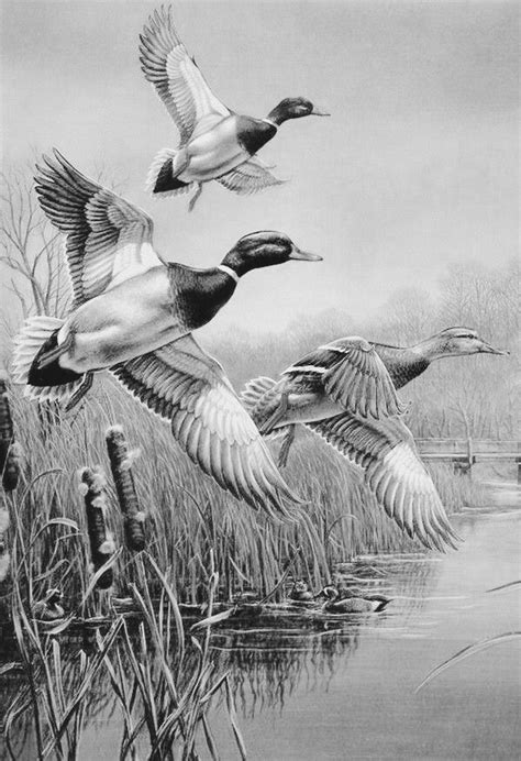 Mallard Pond -- grayscale artist James Meger | Pencil drawings of ...