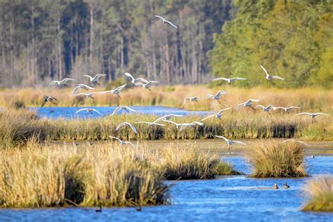 Edisto Island, South Carolina Travel Guide